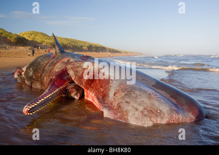 Ein toter Pottwal (Physeter Macrocephalus) angespült am Balmedie Strand in der Nähe von Aberdeen. Stockfoto