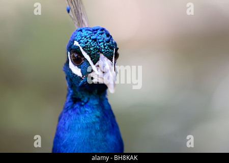 männlichen indischen Pfauen (Pavo Cristatus) Stockfoto