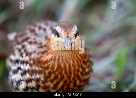 Berg Bambus-Partridge (Bambusicola Fytchii) Stockfoto