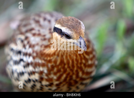 Berg Bambus-Partridge (Bambusicola Fytchii) Stockfoto