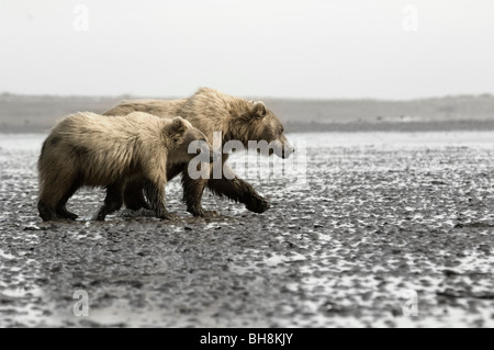 Leistungsbeschreibung und Cub auf der Suche nach Muscheln am Strand im Lake Clark National Park, Alaska Stockfoto