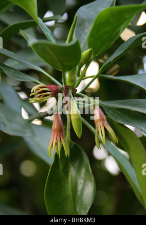 Burma Mangrove, Mangroven oder orientalische Mangrove Bruguiera Gymnorrhiza Rhizophoraceae, tropischen Asien und Pazifik, Australien.