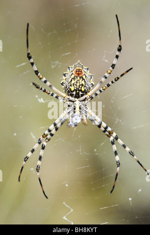 Weibliche Radnetz Kreuzspinne Veredelung ernähren sich von Insekten, die in Seide gehüllt Stockfoto