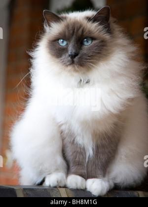 Eine Birma-Rasse-Katze mit weißem Fell, maskiert ein graues Gesicht und leuchtend blauen Augen sitzen auf einer Mauer. Stockfoto