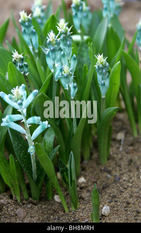 Grüne Kap Schlüsselblume, Lachenalia Viridiflora, Hyacinthaceae, Kapprovinz, Südafrika. Stockfoto