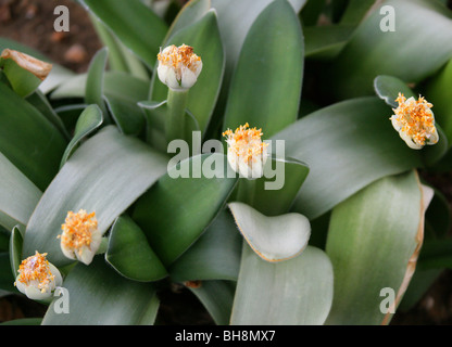 Puderquaste, Royal Pinsel oder weiße Blut Lilie, Haemanthus Albiflos, Amaryllisgewächse, Kapprovinz, Südafrika Stockfoto