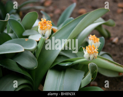 Puderquaste, Royal Pinsel oder weiße Blut Lilie, Haemanthus Albiflos, Amaryllisgewächse, Kapprovinz, Südafrika Stockfoto