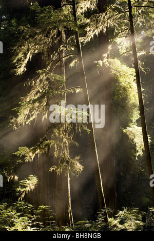 Gefiltertes Licht durch die Bäume - Redwood National Park, in der Nähe von Crescent City, Kalifornien Stockfoto