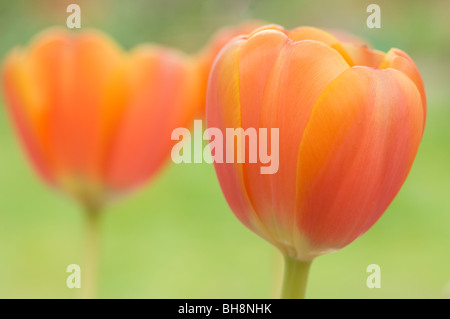 Stillleben mit zwei gelben und orangefarbenen Tulpen mit grünem Hintergrund Stockfoto