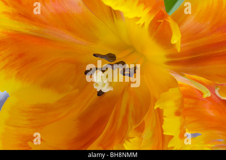 Nahaufnahme von der Mitte des einen Orangen und gelben Papagei Tulpen in einer Vase. Stockfoto