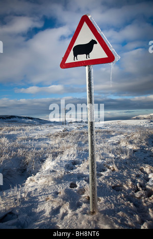 Warnzeichen, dass Schafe in der Straße im Winter Moorland Wales UK Landschaft Stockfoto