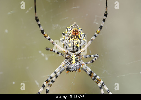 Weibliche Radnetz Kreuzspinne Veredelung ernähren sich von Insekten, die in Seide gehüllt Stockfoto