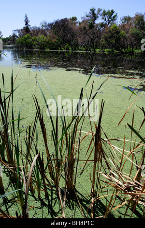 Hohe Gräser und Algen in Canning River Canning River Regional Park in der Nähe von Perth, Western Australia. Stockfoto