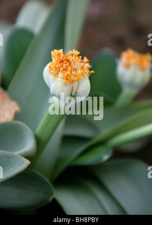 Puderquaste, Royal Pinsel oder weiße Blut Lilie, Haemanthus Albiflos, Amaryllisgewächse, Kapprovinz, Südafrika Stockfoto