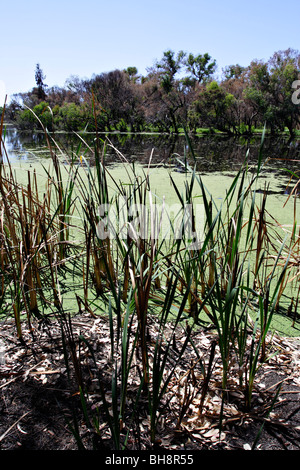 Grass und Algen in Canning River Canning River Regional Park in der Nähe von Perth, Western Australia. Stockfoto