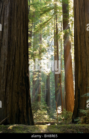 Avenue of the Giants / Rockefeller Wald - Humboldt Redwoods State Park, Kalifornien Stockfoto