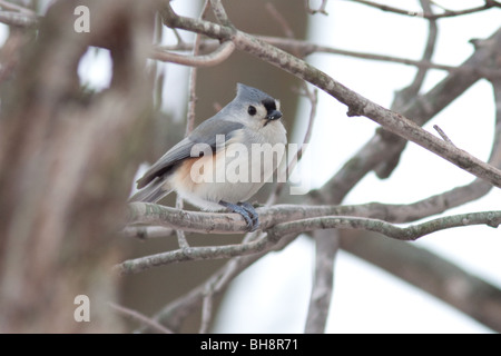 Tufted Meise auf Ast. Stockfoto