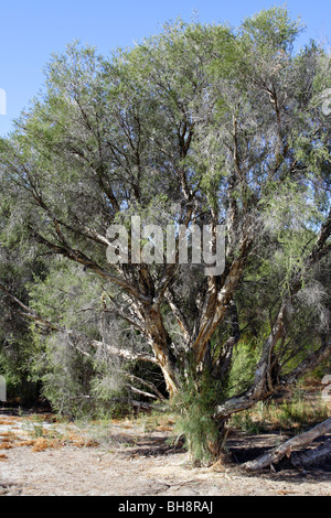 Leichte Bäume (Melaleuca Rhaphiophylia) Canning River Regional Park in der Nähe von Perth, Western Australia. Stockfoto