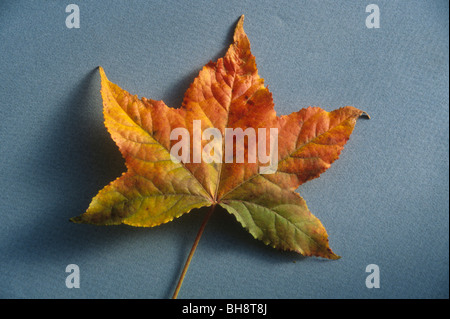 Herbst Laub Blatt Blätter Baum Herbst Wetter Änderung gold Blau Himmel klar sauber Stockfoto