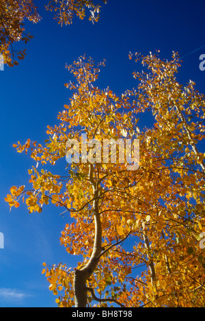 Herbst Laub Blatt Blätter Baum Herbst Wetter Änderung gold Blau Himmel klar sauber Stockfoto