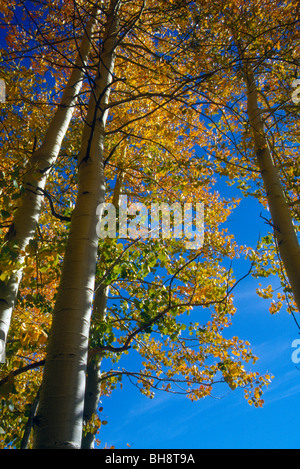 Herbst Laub Blatt Blätter Baum Herbst Wetter Änderung gold Blau Himmel klar sauber Stockfoto