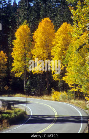 Herbst Laub Blatt Blätter Baum Herbst Wetter Änderung gold Blau Himmel klar sauber Stockfoto