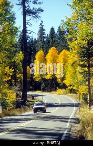 Herbst Laub Blatt Blätter Baum Herbst Wetter Änderung gold Blau Himmel klar sauber Stockfoto