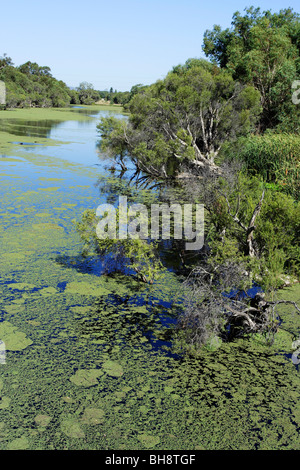 Algen in Canning River Canning River Regional Park in der Nähe von Perth, Western Australia. Stockfoto