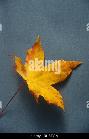 Herbst Laub Blatt Blätter Baum Herbst Wetter Änderung gold Blau Himmel klar sauber Stockfoto