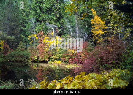 Herbst Laub Blatt Blätter Baum Herbst Wetter Änderung gold Blau Himmel klar sauber Stockfoto