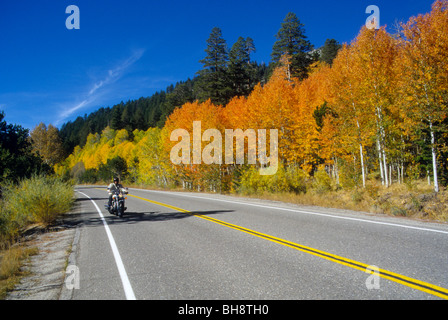 Herbst Laub Blatt Blätter Baum Herbst Wetter Änderung gold Blau Himmel klar sauber Stockfoto