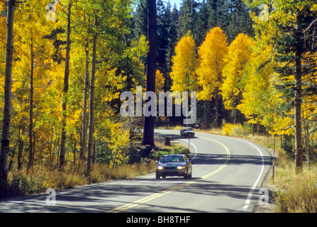 Herbst Laub Blatt Blätter Baum Herbst Wetter Änderung gold Blau Himmel klar sauber Stockfoto