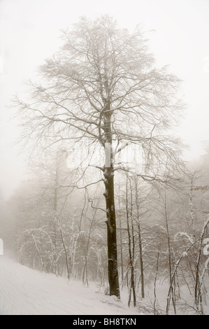 Winter-Schnee-Szene im Wald von Gorski Kotar, Kroatien, Baum im Nebel Stockfoto