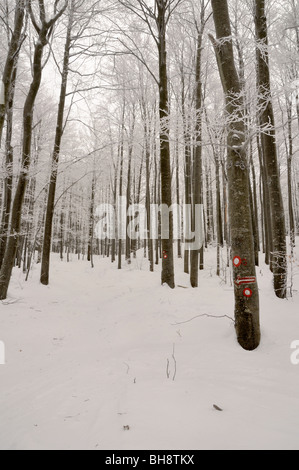 Winter in einem Wald von Gorski Kotar, Kroatien Stockfoto