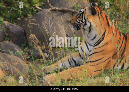 Ein wilden Bengal Tiger im Ranthambore Nationalpark in Indien Stockfoto