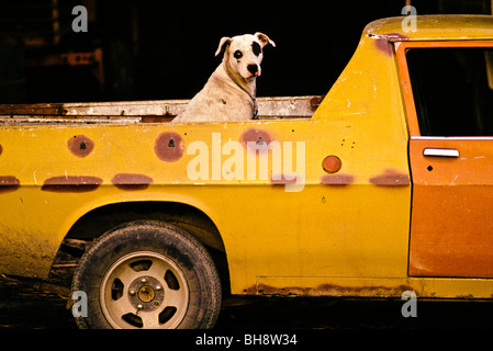 Gefleckte Hund hinter Ute-Queensland-Australien Stockfoto