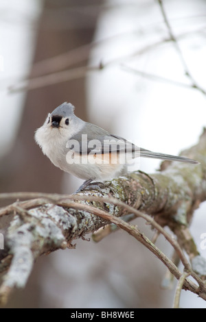 Tufted Meise auf Ast. Stockfoto