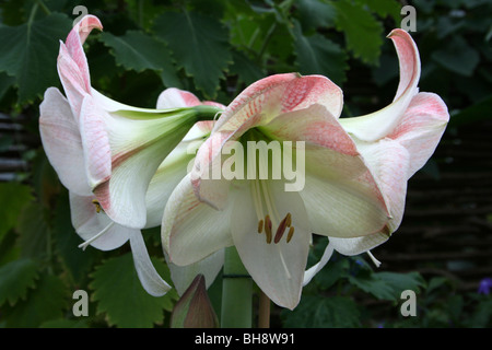 Amaryllis-Apfelblüte Stockfoto