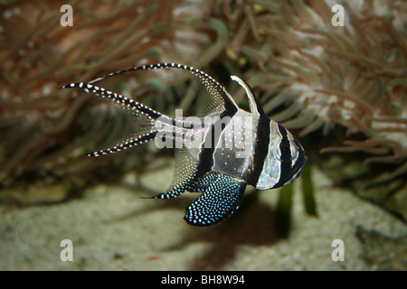 Banggai Kardinalbarschen Pterapogon kauderni Stockfoto