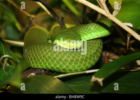 Weißlippen-Baum Viper Trimeresurus albolabris Stockfoto