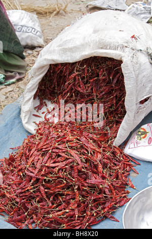 Getrocknete Chili in einer indischen Markt puttaparthi Stockfoto