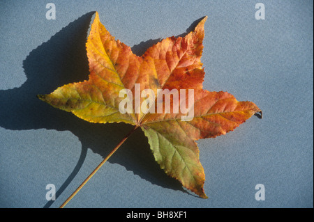 Herbst Laub Blatt Blätter Baum Herbst Wetter Änderung gold Blau Himmel klar sauber Stockfoto