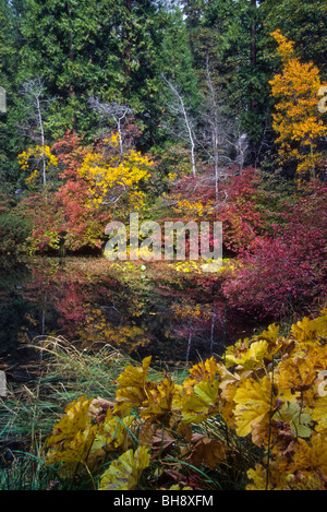 Herbst Laub Blatt Blätter Baum Herbst Wetter Änderung gold Blau Himmel klar sauber Stockfoto