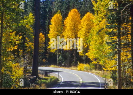 Herbst Laub Blatt Blätter Baum Herbst Wetter Änderung gold Blau Himmel klar sauber Stockfoto