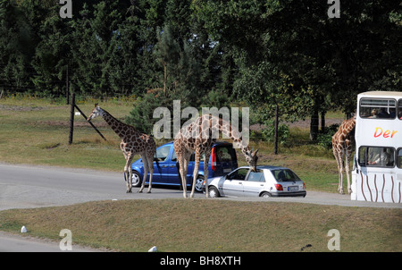 Touristen vor dem Giraffen aus ihren Autos während 'Safari' Reise im Serengeti-Park Hodenhagen, Deutschlands Stockfoto