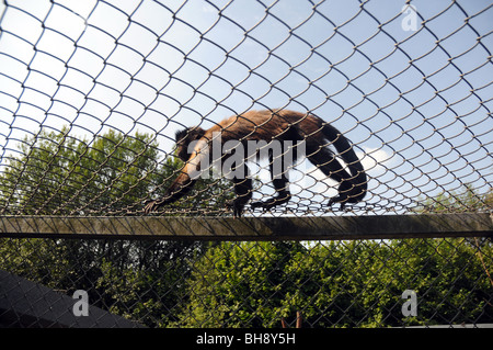 Büschelige Capuchin (Cebus Apella) auch bekannt als braun oder schwarz-capped Kapuziner im Serengeti-Park Hodenhagen, Deutschland Stockfoto