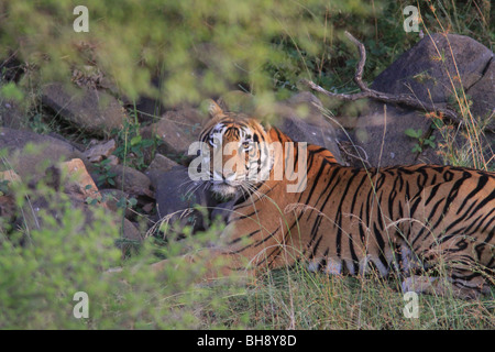 Ein wilden Bengal Tiger starrte auf die Kamera im Ranthambore Nationalpark in Indien Stockfoto