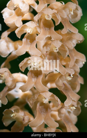 Vogels Nest Orchid (Neottia Nidus-Avis), inflorescense Stockfoto