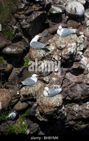 Dreizehenmöwe (Rissa Tridactyla), auf Nestern) Stockfoto