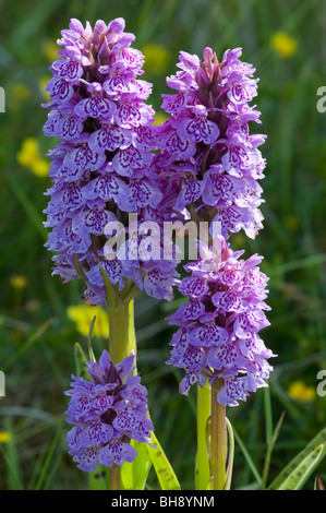 Heide gesichtet Orchidee (Dactylorhiza Maculata), Gruppe Stockfoto